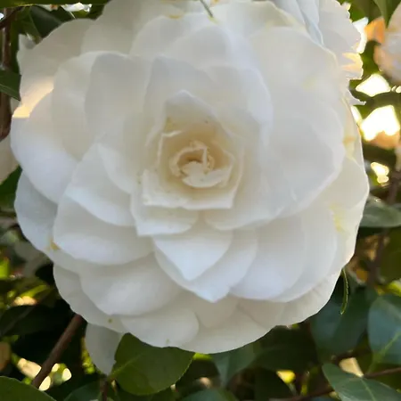 Ground Floor Lakeside Winter Escape Garden & Comfort On Colico