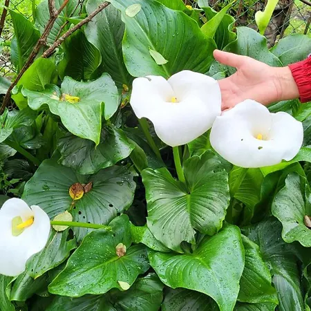 Ground Floor Lakeside Winter Escape Garden & Comfort On Apartament *