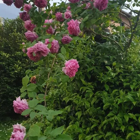 Ground Floor Lakeside Winter Escape Garden & Comfort On Colico