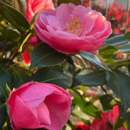 Appartamento Ground Floor Lakeside Winter Escape Garden & Comfort On