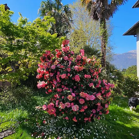 Ground Floor Lakeside Winter Escape Garden & Comfort On Appartement Colico