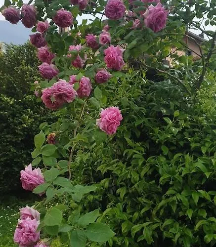 Апартаменты Ground Floor Lakeside Winter Escape Garden & Comfort On