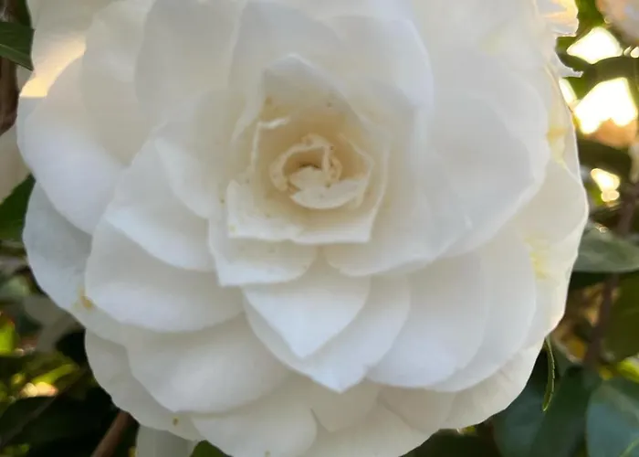 Ground Floor Lakeside Winter Escape Garden & Comfort On 콜리코