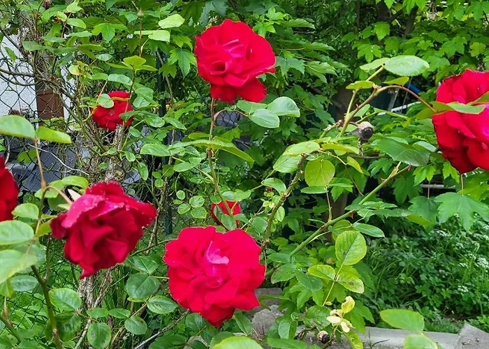 아파트 Ground Floor Lakeside Winter Escape Garden & Comfort On 콜리코