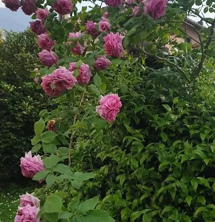 Apartamento Ground Floor Lakeside Winter Escape Garden & Comfort On