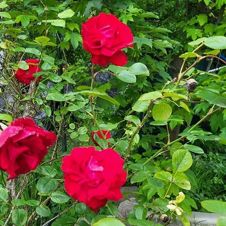 Apartamento Ground Floor Lakeside Winter Escape Garden & Comfort On Colico